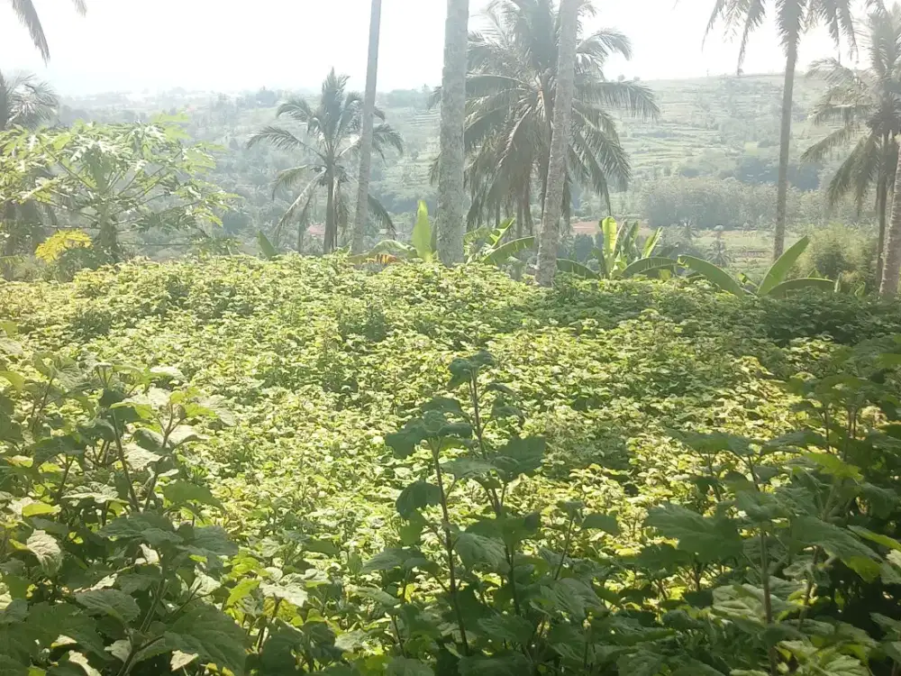 Di Jual Tanah 2,8 Hektar (28.000 m²)