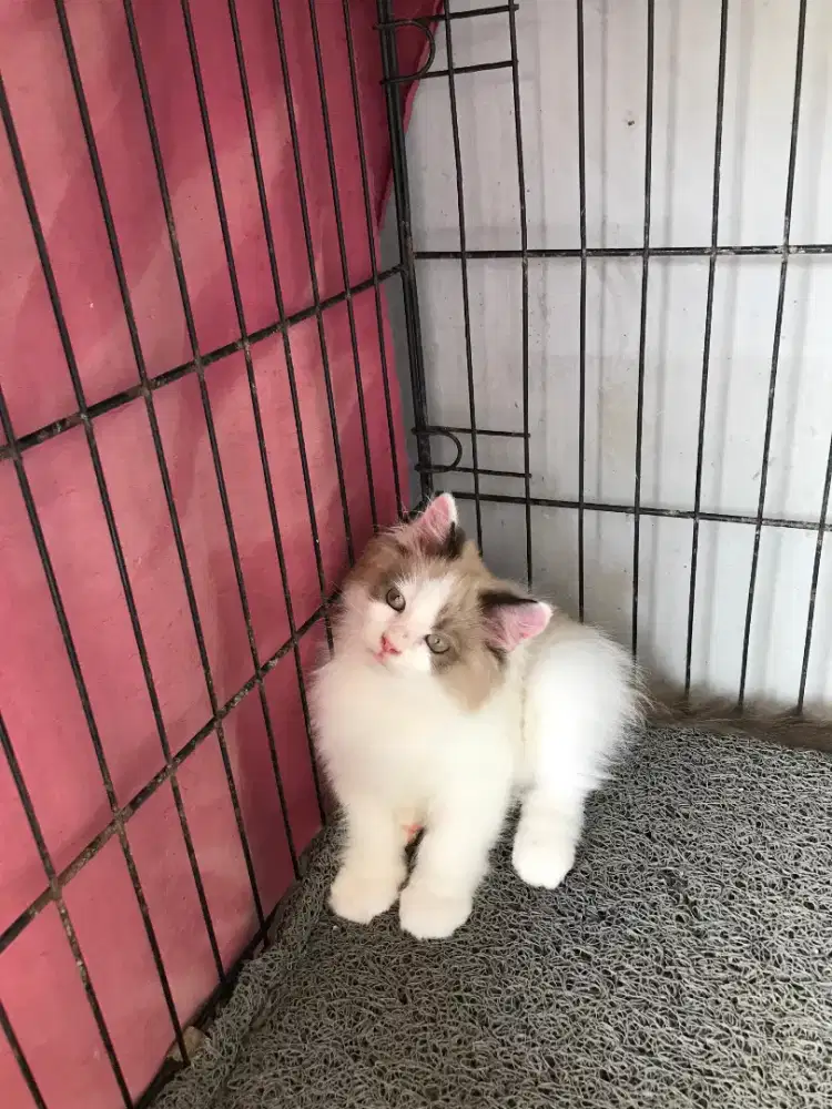 KUCING KITTEN RAGDOLL BICOLOR LUCU DAN BAGUS RARE JANTAN