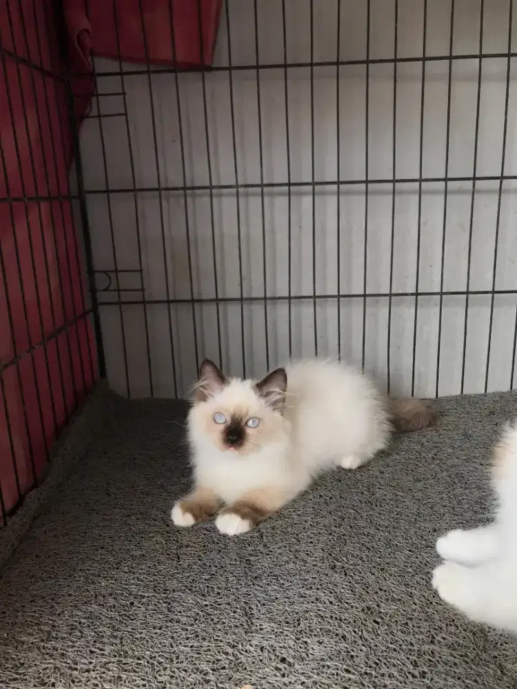 ANAK KUCING KITTEN RAGDOLL SEAL MITTED JANTAN