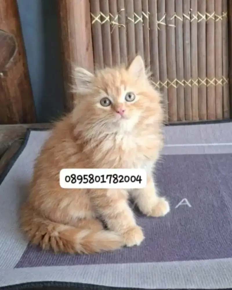 Anak kucing  anggora /kitten persia jantan /kucing persia flatnose