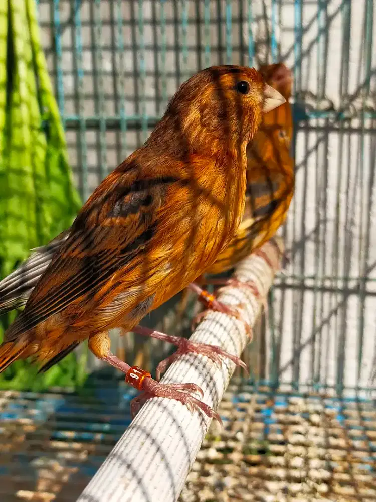 Burung kenari blackrad paud/anak jantan
