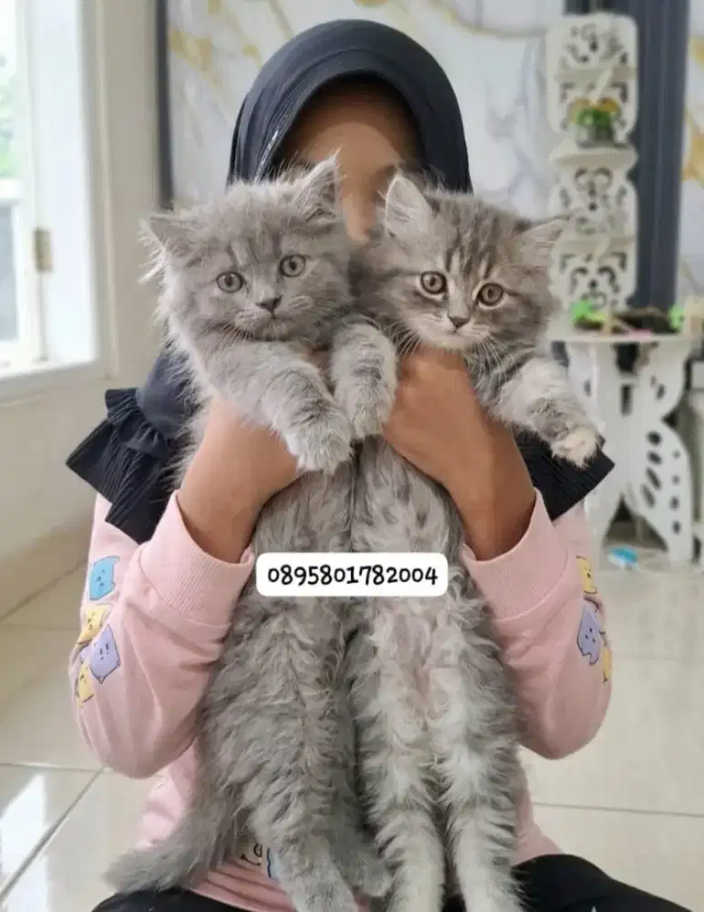 kucing anggora/ kitten betina/kucing persia jantan