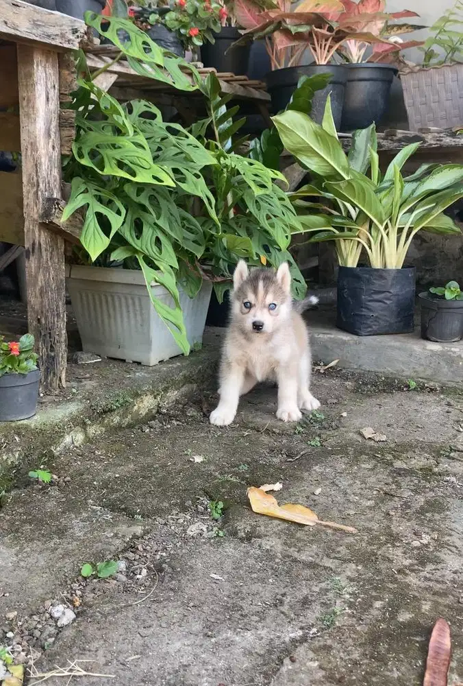 READY HUSKY BIGBONE MURMER GERCEPIN!!!
