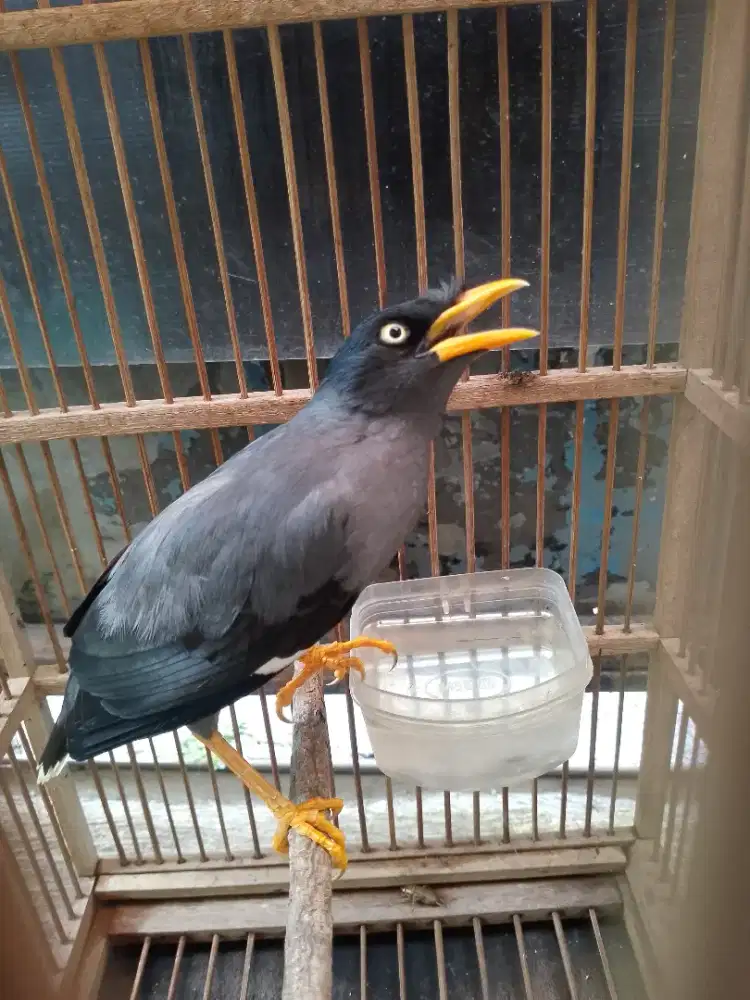 Jalak kebo fullset gacor isian banyak