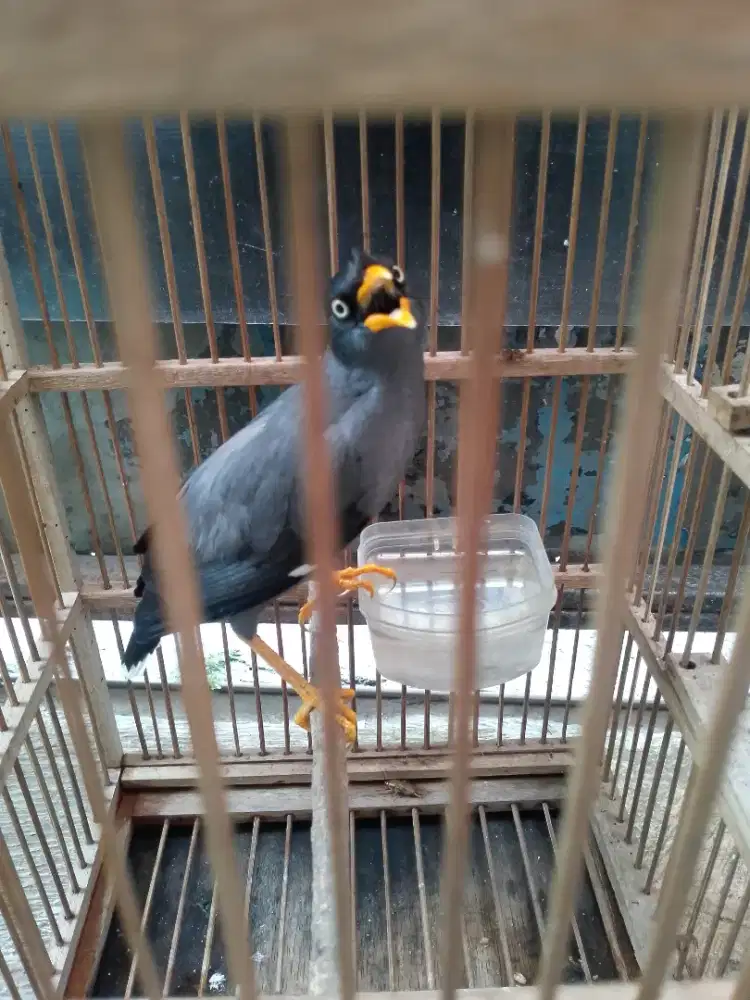 jalak kebo fullset bisa dikirim mata putih