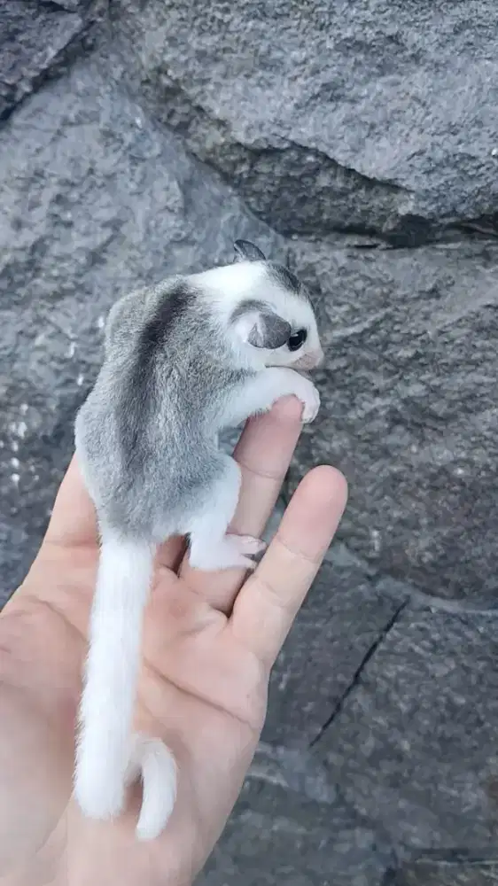 Sugar glider mozaic joey