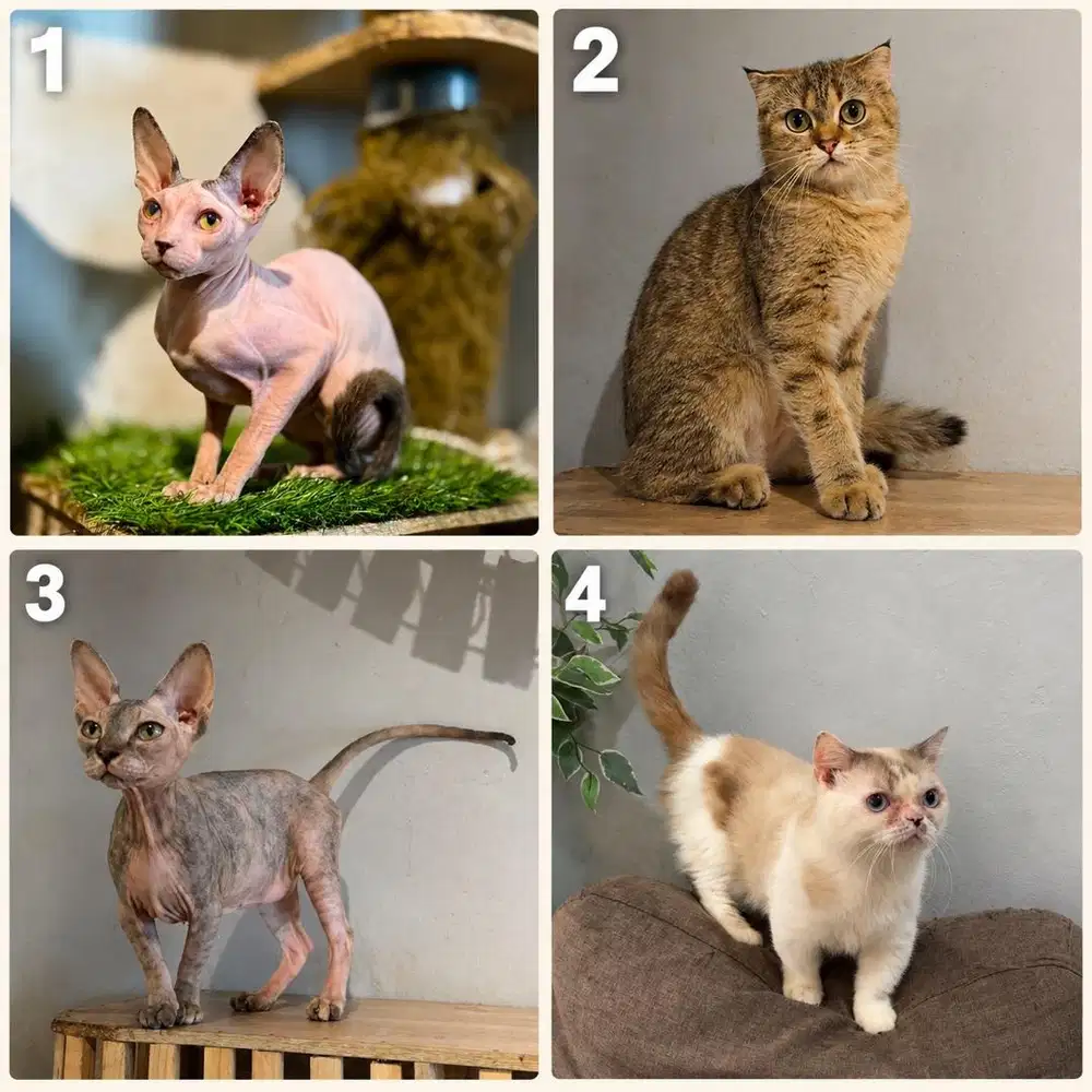 Kucing bsh munchkin scottish fold sphynx bambino