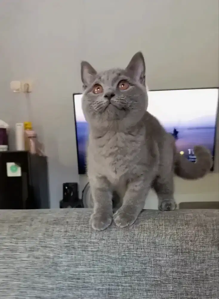 BRITISH SHORTHAIR / BSH BLUE