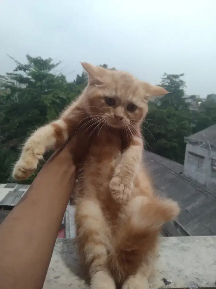Kucin British mix Persia 3 bulan jantan