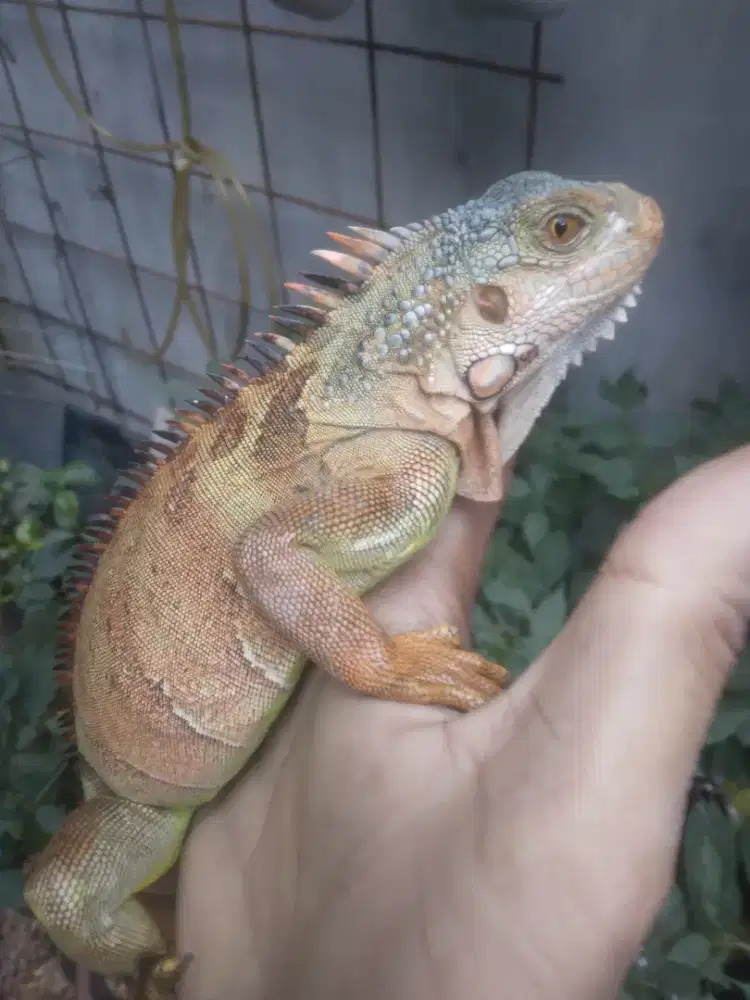 IGUANA RED MIX CAKEP