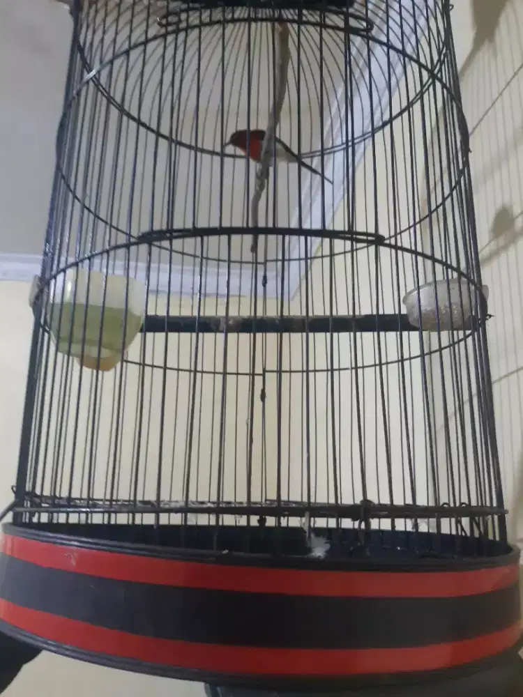 Burung masteran sp gacor