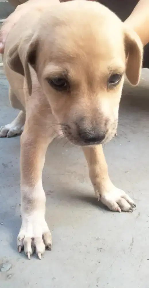 Puppy 2 bln mix doberman