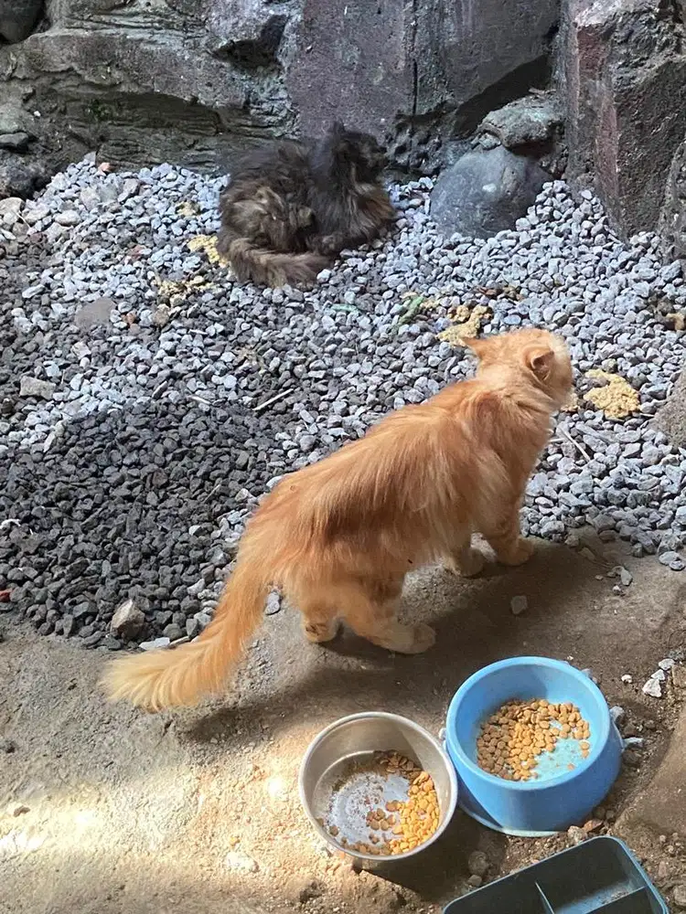 LEPAS KUCING ANGGORA OREN DAN ABU