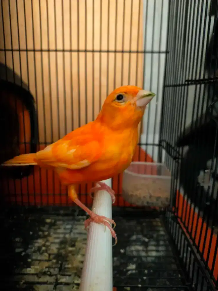 Burung kenari merlok anak jantan