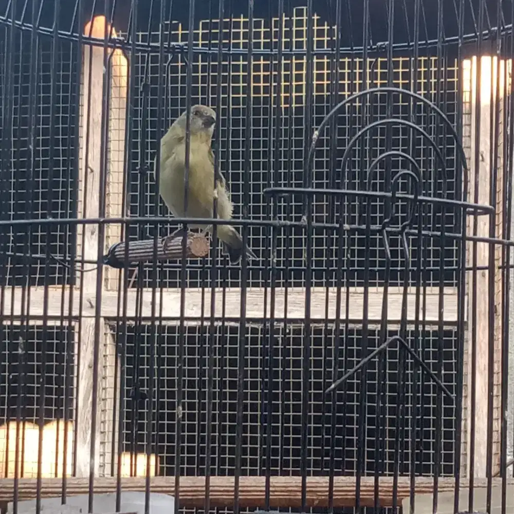 Blackheadsiskin betina
