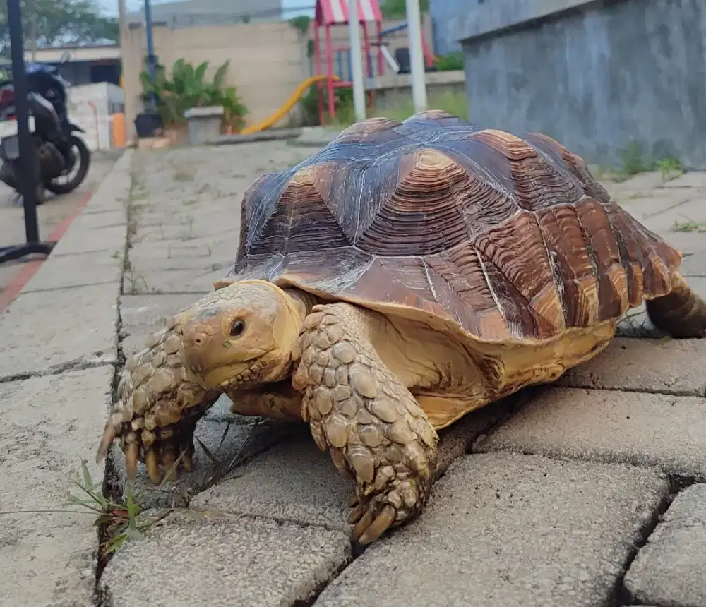 Sulcata Kura Darat Terawat