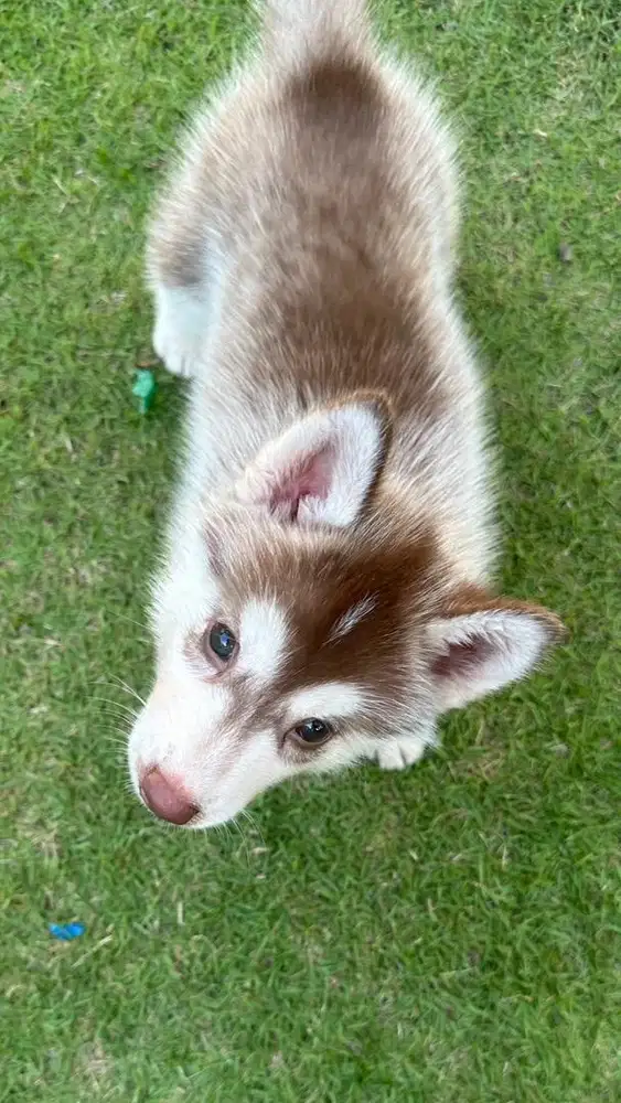 Siberian Husky NO MIX!