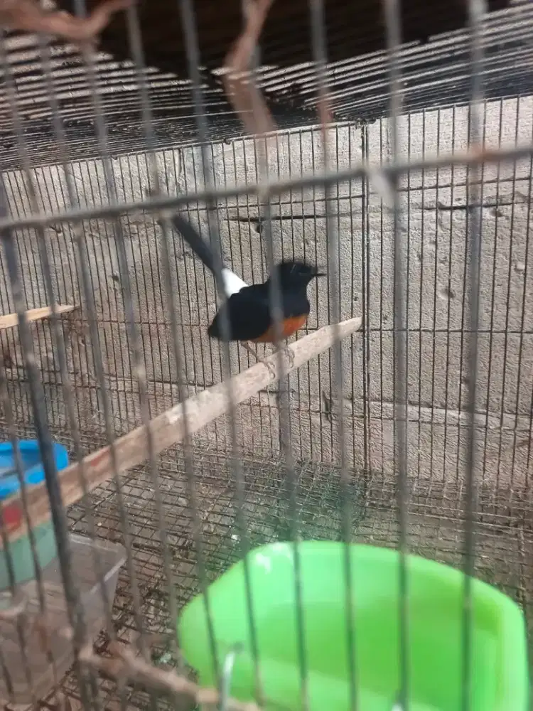 Burung Murai batu betina siapan dewasa