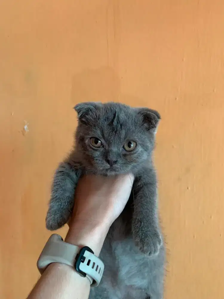 BSH × SCOTTISH FOLD