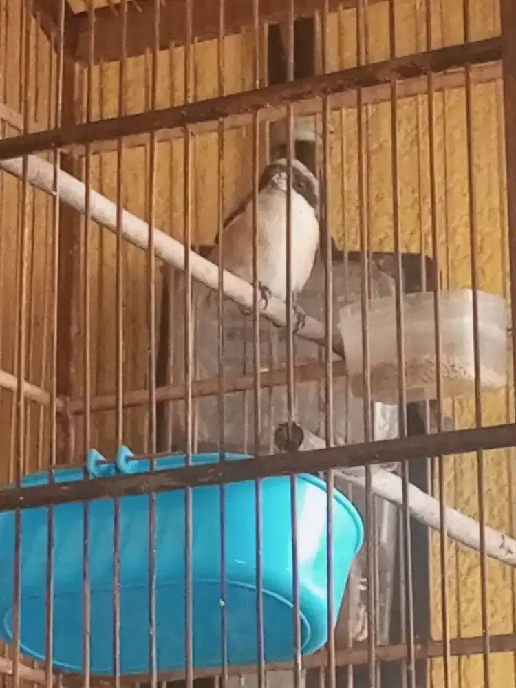 Burung Pentet Jantan