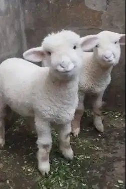 sepasang anakan bibit domba merino superan 4 bln premium gemesin unik