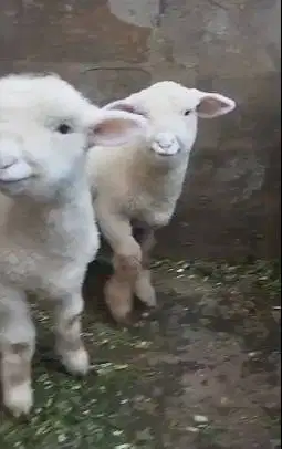 sepasang anakan bibit domba merino superan 4 bln premium gemesin unik