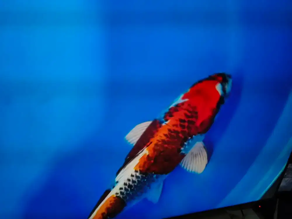 Koi kujaku dan kohaku doitsu