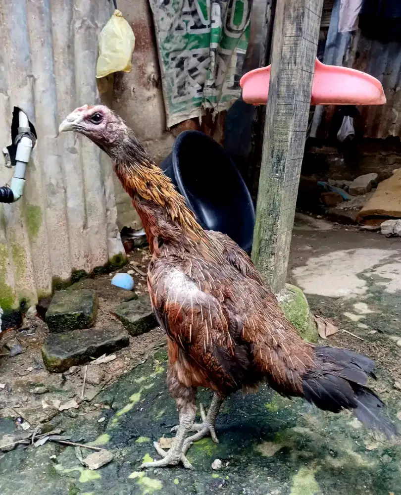 Ayam Induk ganoi pama