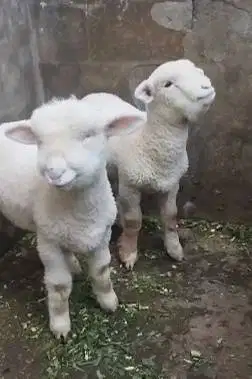 sepasang anakan bibit domba merino superan 4 bln boneka hidup gemesin
