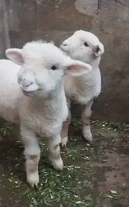 sepasang anakan bibit domba merino superan 4 bln boneka hidup gemesin
