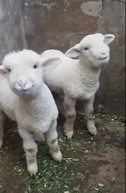 sepasang anakan bibit domba merino 4 bln superan siap koleksian exotik