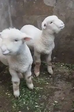 sepasang anakan bibit domba merino 4 bln superan siap koleksian exotik