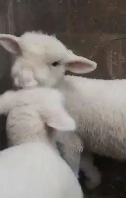 sepasang anakan cempe domba merino superan 4 bln exotik boneka hidup