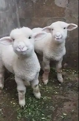 sepasang anakan cempe domba merino superan 4 bln exotik boneka hidup