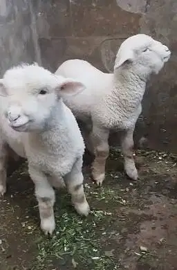 sepasang anakan cempe domba merino superan premium 4 bln exotik manteb