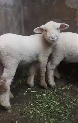 sepasang anakan cempe domba merino superan premium 4 bln exotik manteb