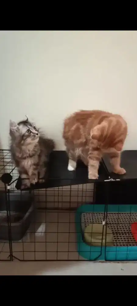 Borong 2 kitten Acl + kitten persia flatnose betina