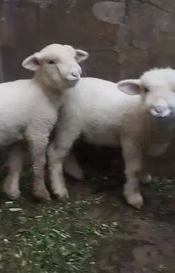 sepasang anakan cempe domba merino superan 4 bln boneka hidup gemesin
