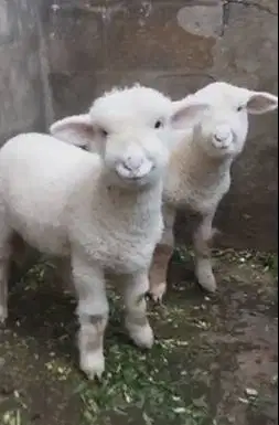 sepasang anakan cempe domba merino superan 4 bln boneka hidup gemesin
