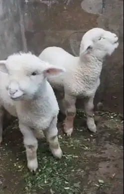 sepasang anakan cempe domba merino superan 4 bln boneka hidup exotik