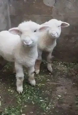 sepasang anakan cempe domba merino superan 4 bln boneka hidup exotik