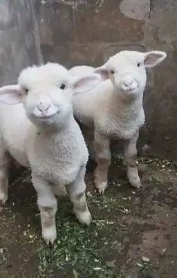 sepasang anakan cempe domba merino superan 4 bulanan lepas sapih jinak