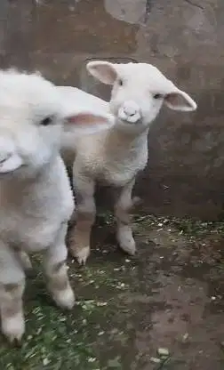 sepasang anakan cempe domba merino superan 4 bulanan lepas sapih jinak