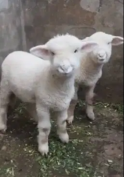 sepasang anakan cempe domba merino superan 4 bulanan lepas sapih jinak