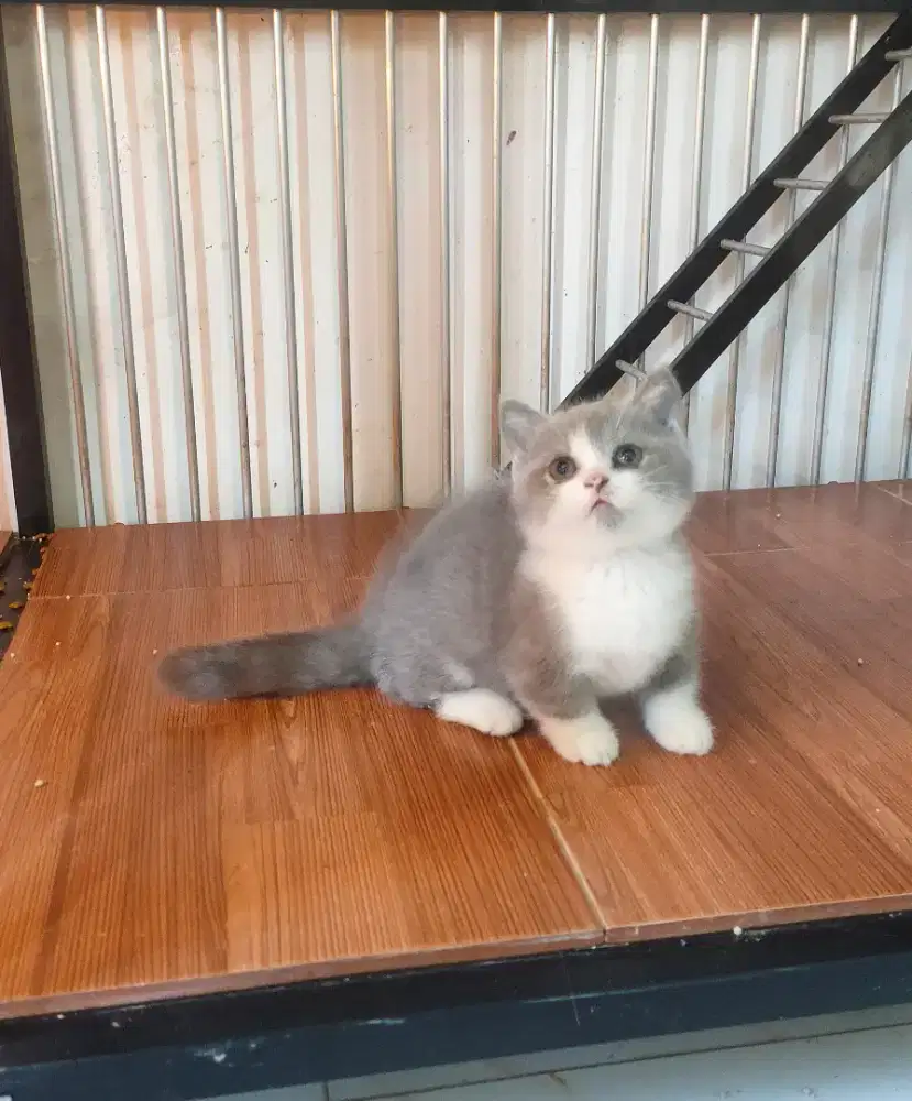 MunchkinBSH betina bico blue