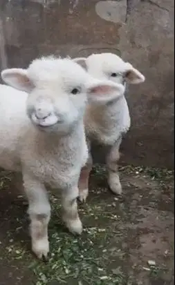 sepasang anakan cempe domba merino exotik 4 bln boneka hidup gemesin