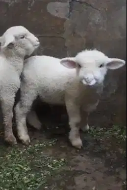 sepasang anakan cempe domba merino exotik 4 bln boneka hidup gemesin