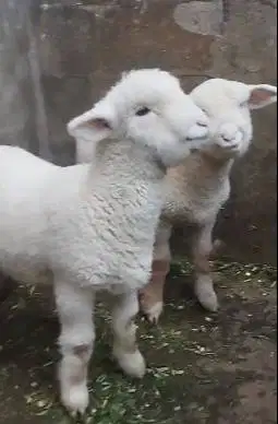 sepasang anakan cempe domba merino exotik 4 bln boneka hidup gemesin