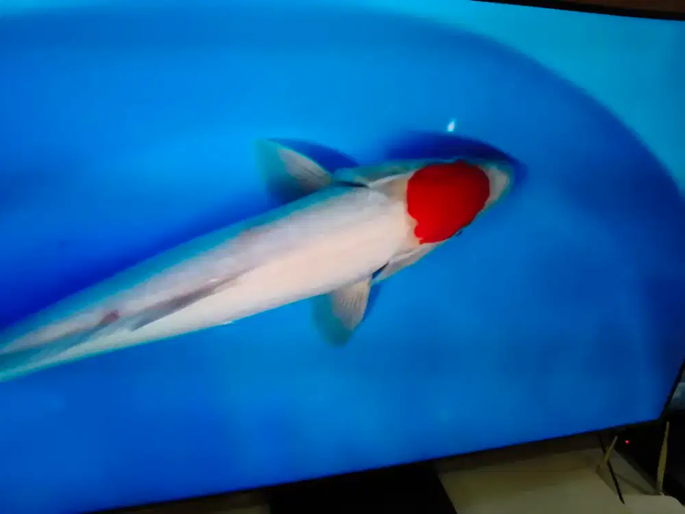 Koi Tanco dan kohaku doitsu