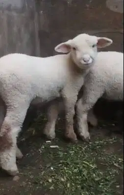 sepasang anakan cempe domba merino superan 4 bln boneka hidup exotik